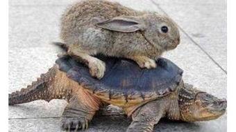 奔跑的乌龟,速度与坚持的完美演绎