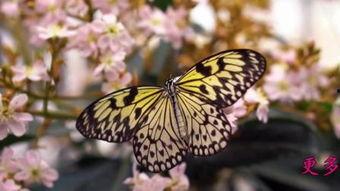 暴风雪中的蝴蝶,逆境中的生命奇迹